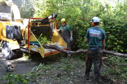 tree services Valley Springs